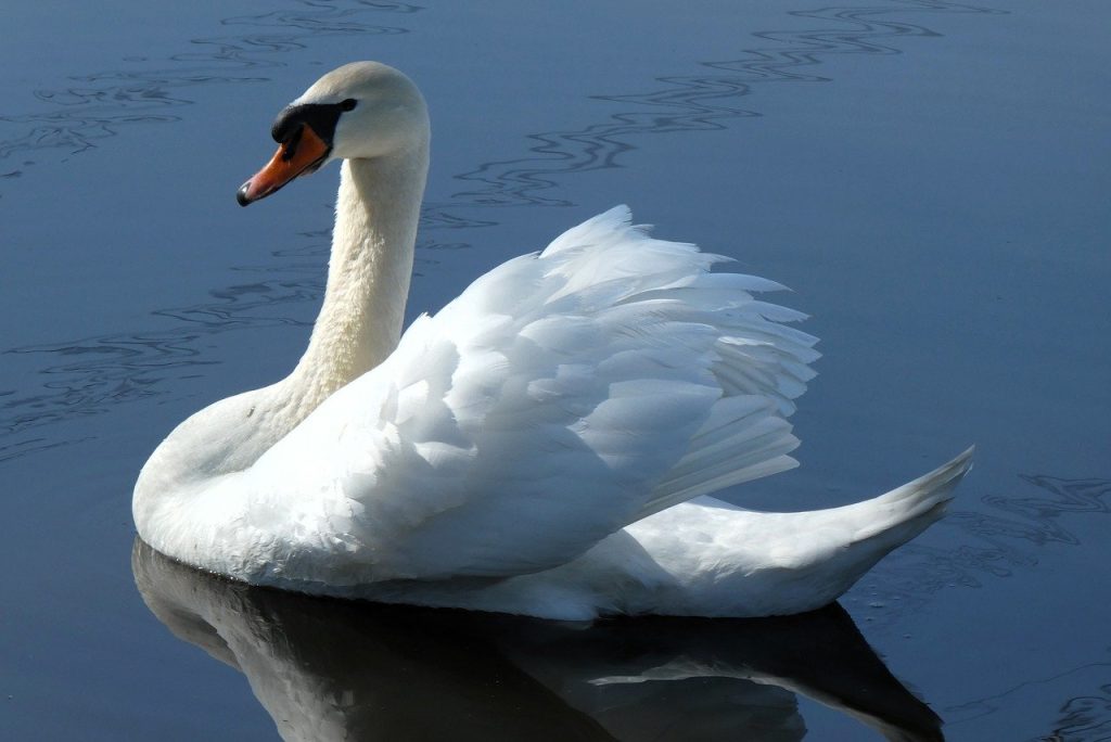 Pool Safety Inspections Burpengary