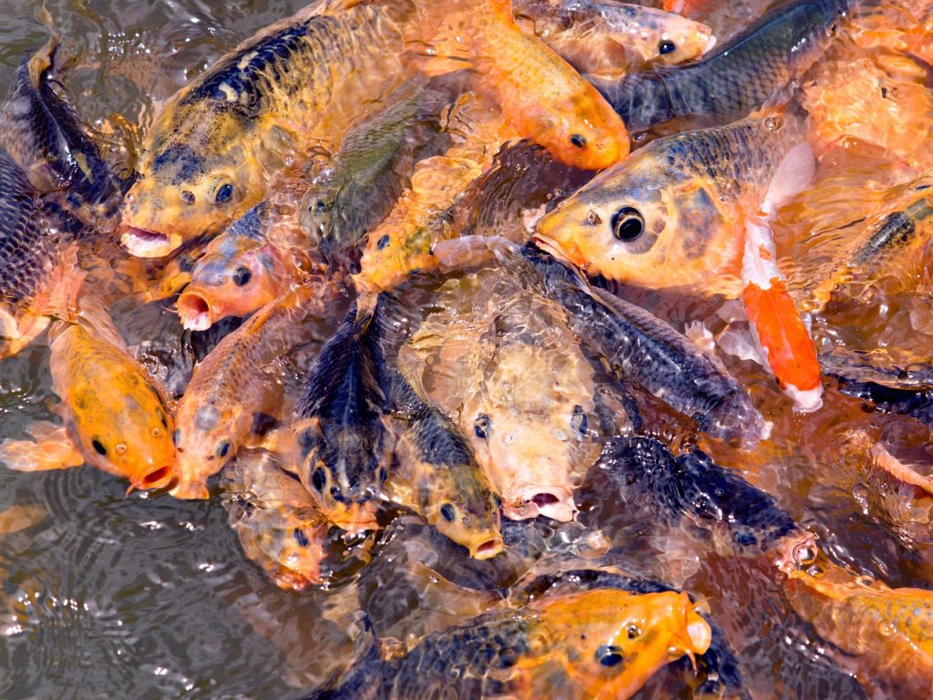 Pool Safety Inspections Cedarton