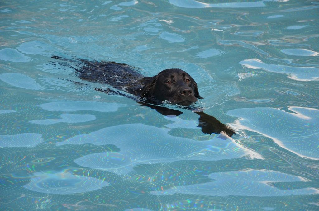 Pool Safety Inspections Hollywell