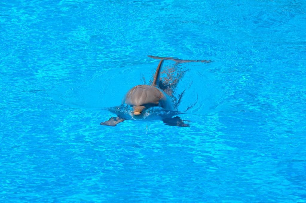 Pool Safety Inspections Lyons