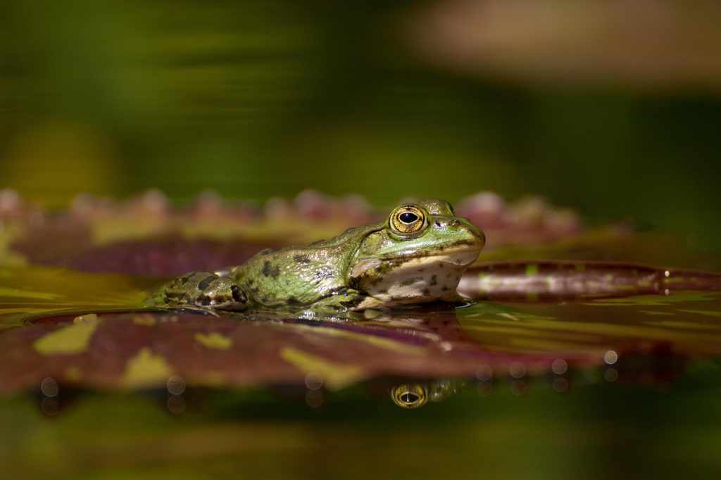 Pool Safety Inspections Aitkenvale