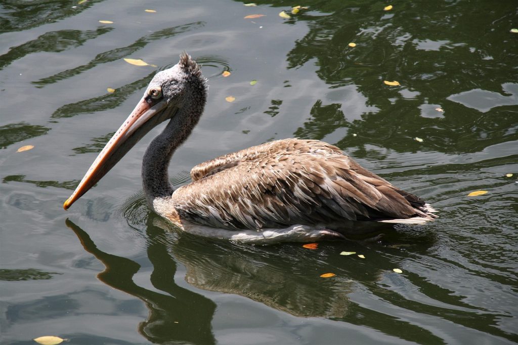 Pool Safety Inspections Richmond